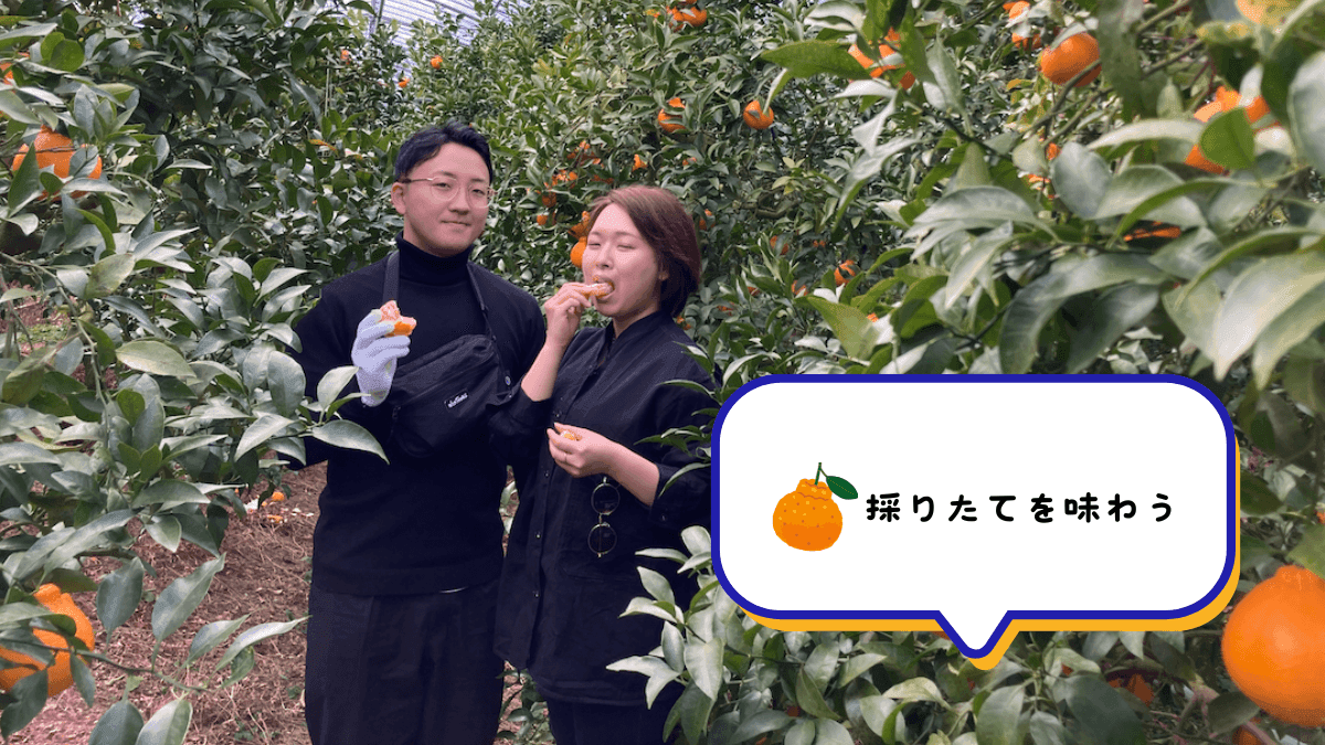 採れたての柑橘を味わう！ 鮮やかなオレンジ色の実がたわわに実る柑橘園で、収穫したばかりの柑橘を頬張る男女。 笑顔が弾け、フレッシュな味わいを満喫している様子が伝わってきます。