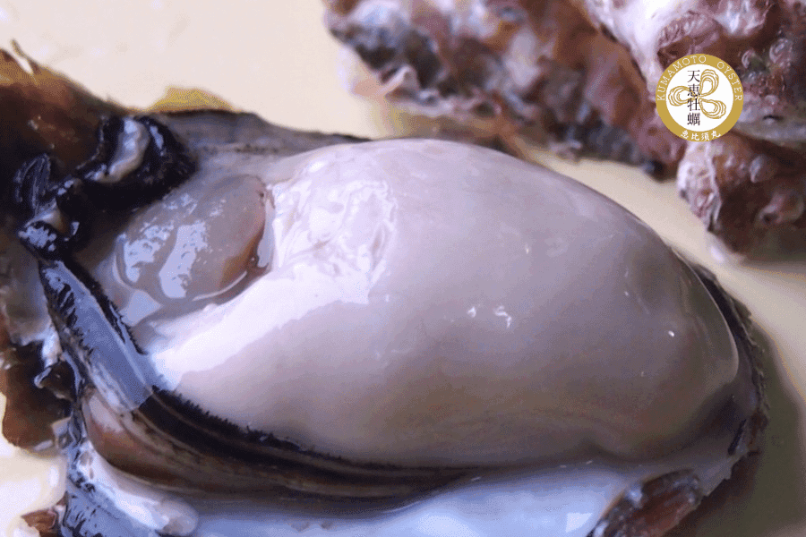 新鮮な牡蠣のアップ。Kumamoto Oyster（天草牡蠣）のロゴが目を引きます。ぷりぷりの身が美味しそう。